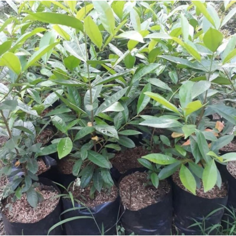 paket 5 bibit salam bumbu masak-daun salam