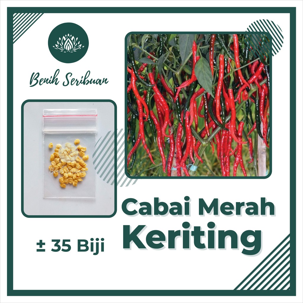 35 Biji Benih Cabe Merah Keriting Bibit Sayuran Cabai Unggul Berkualitas Tanaman Sayur Seribuan