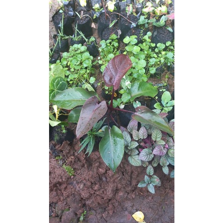tanaman hias bunga philodendron pilo black, jantung hati