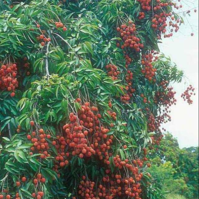 Bibit leci merah/tanaman buah leci merah cangkok