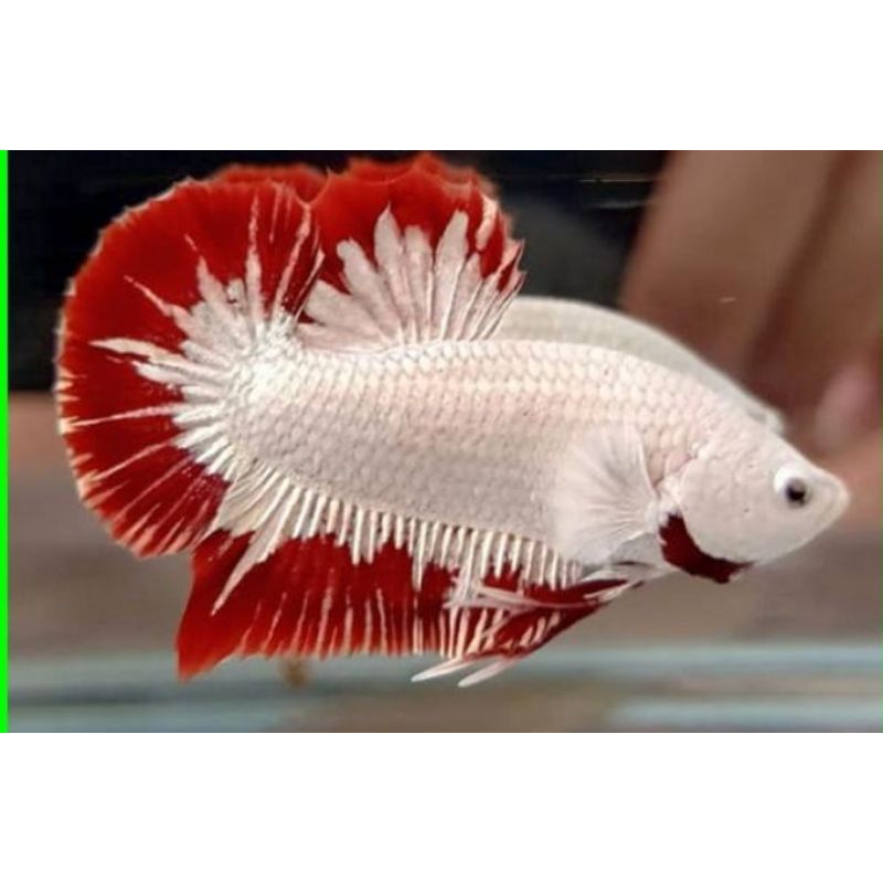 IKAN CUPANG GIANT BESGELAN (GEN GIANT)