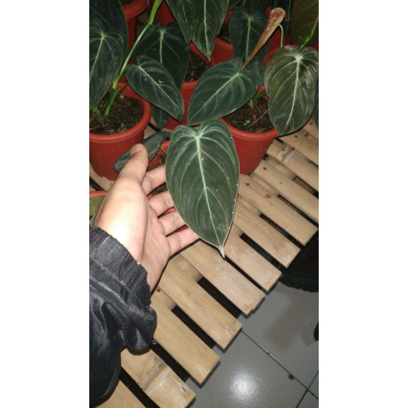 

Philodendron melanochrysum baby