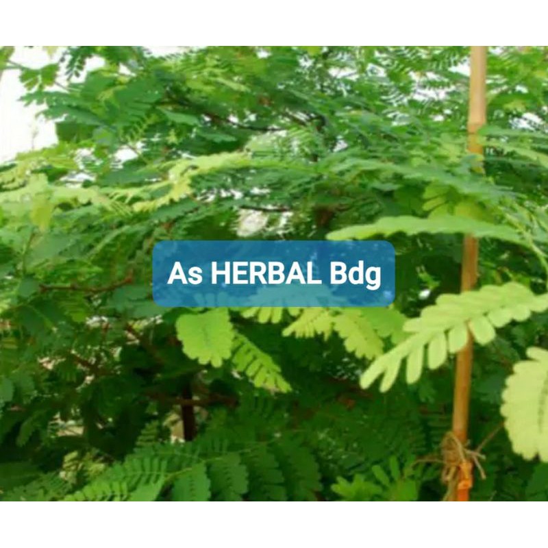 Daun asam jawa segar 1 kg fresh