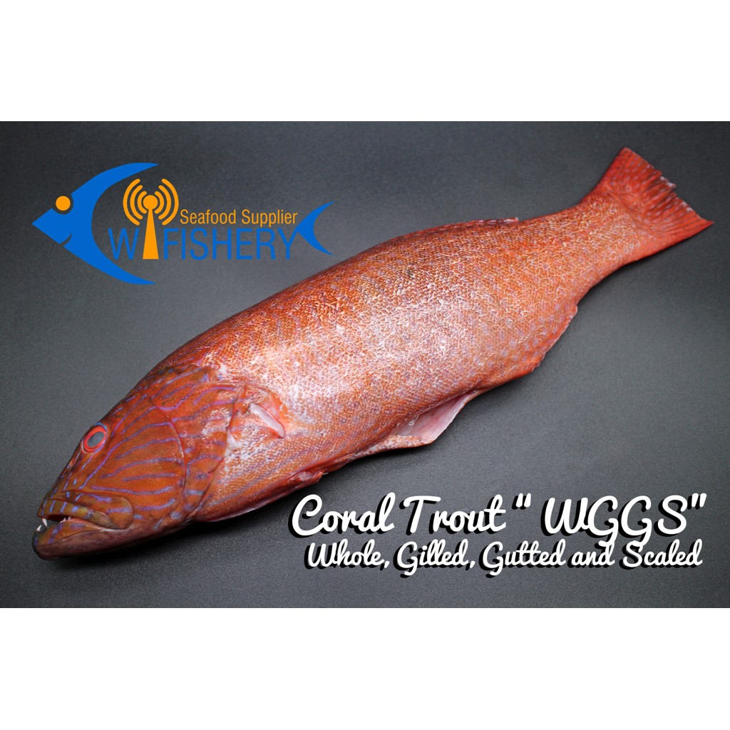 

Ikan Lodi / Sunu Utuh Bersih - Coral Trout WGGS