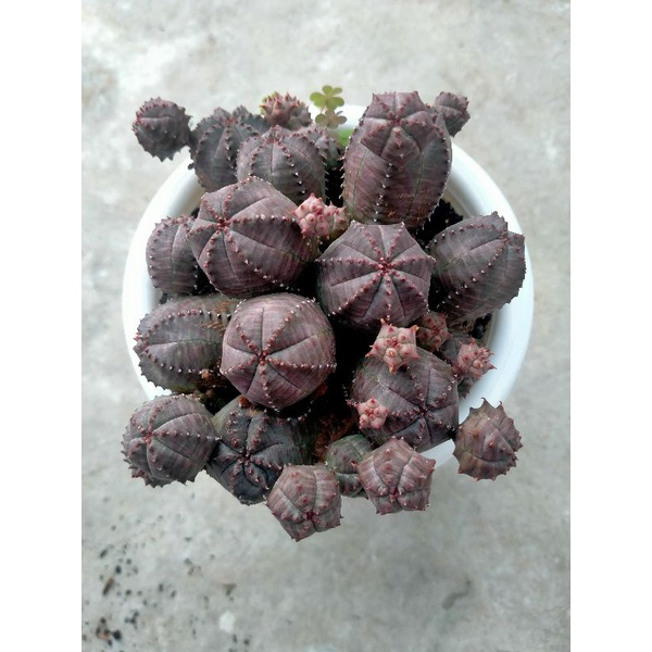 Tanaman Hias KAKTUS Euphorbia SUKULEN Globosa