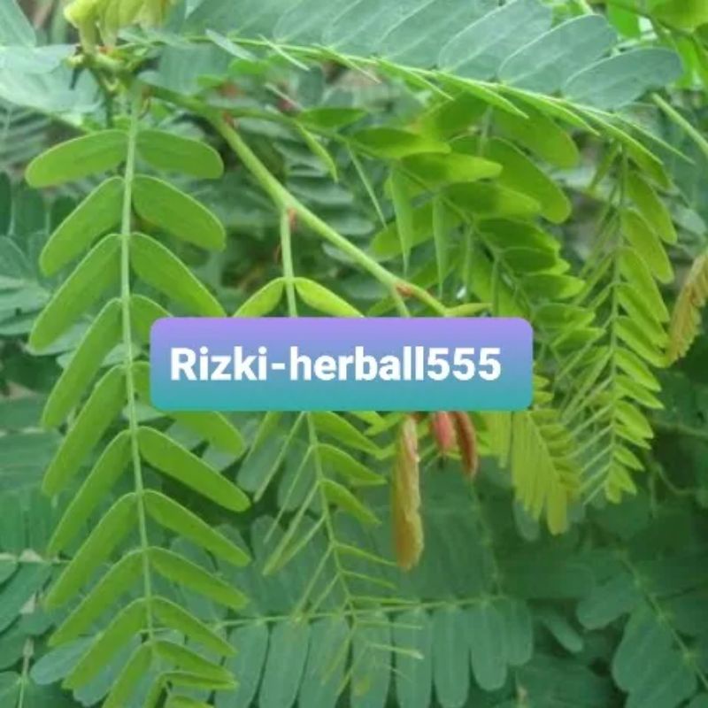 

daun asem jawa segar paket hemat 250 gram
