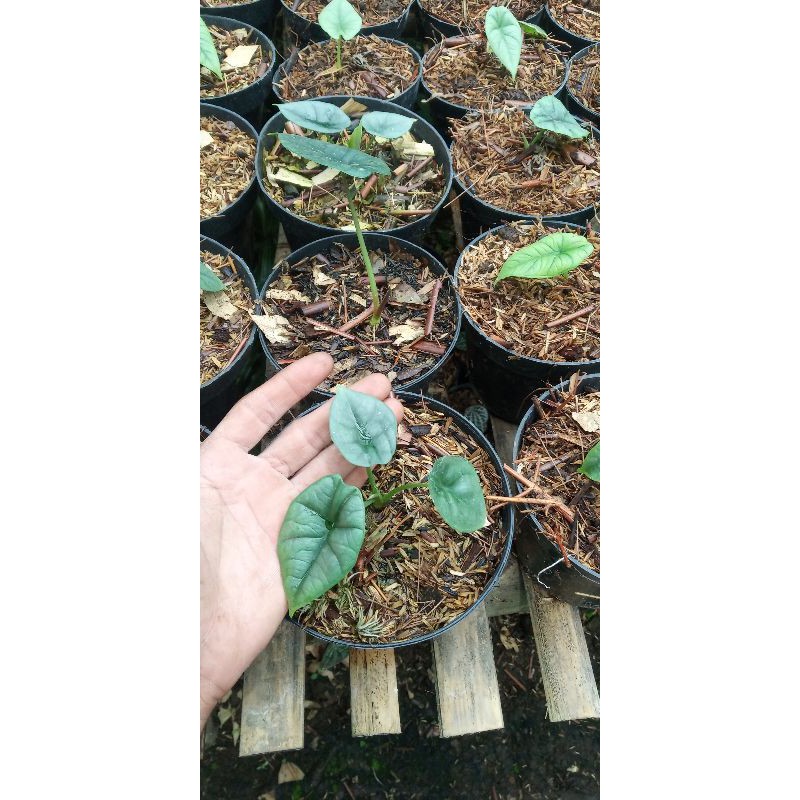 alocasia bisma