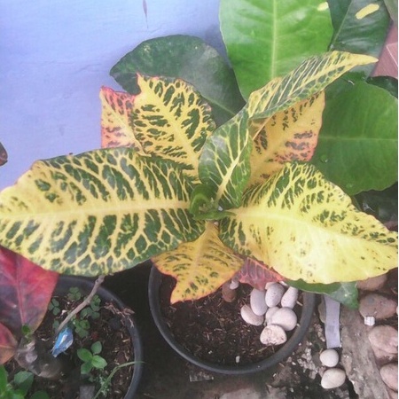 Tanamanng Hias Puring Macan Subur/Pohon Puring Macan/Bibit Puring Macan