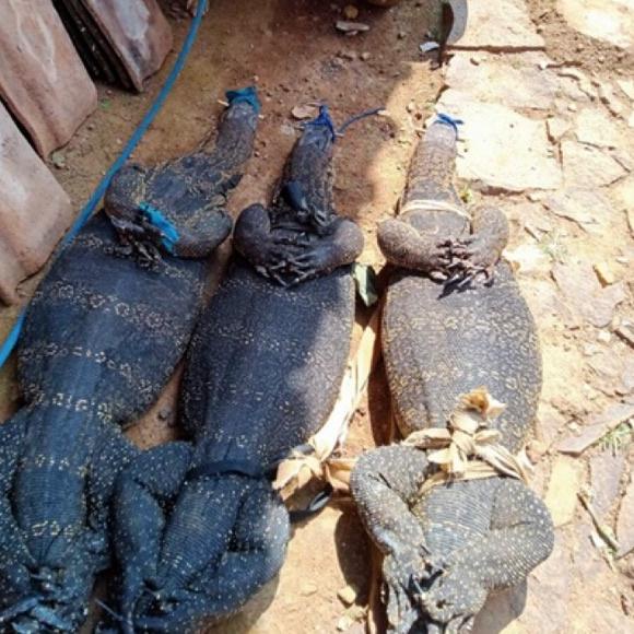 [KODE ETIOR] Minyak Biyawak Murni || Penyubur Tanduk Domba