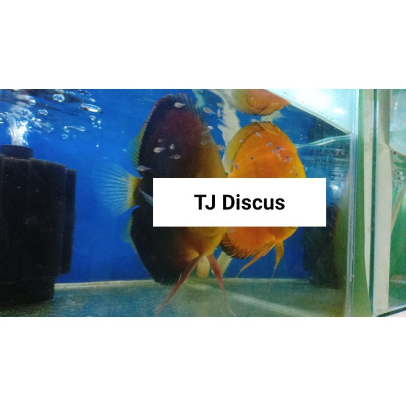 

ikan discus sun merah x golden yelow