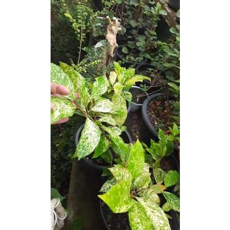 bahan bonsai ampelas varigata/ amput varigata /bibit amplas varigata