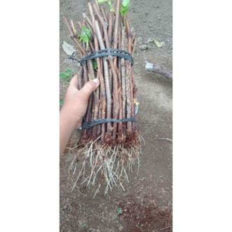 cutting anggur Alfonso berkalus 1batang