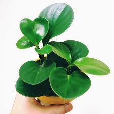 PROMO!! Tanaman Hias Green Paperomia Hijau Peperomia Teplan obtusifolia Tanama Bunga Hidup -kembang hidup asli-bunga hidup cantik cantik murah- BAKUL KEMBANG