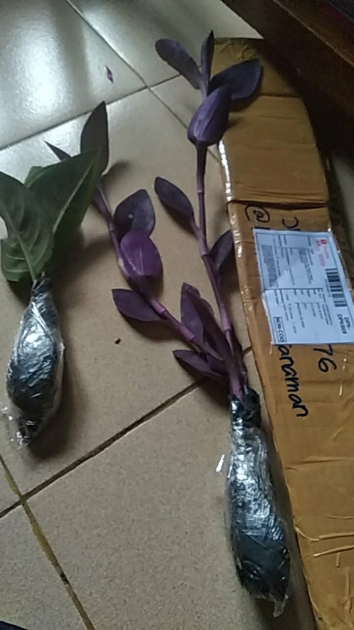 Pohon Aglonema Rotundum 4-5 Batang Daun