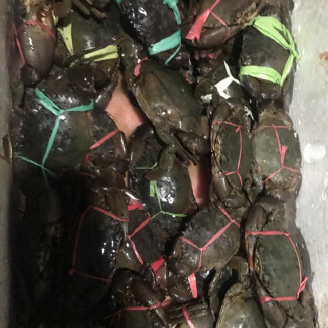 

Kepiting Fresh Jantan Hidup 1 kg isi 3 - 4 pcs