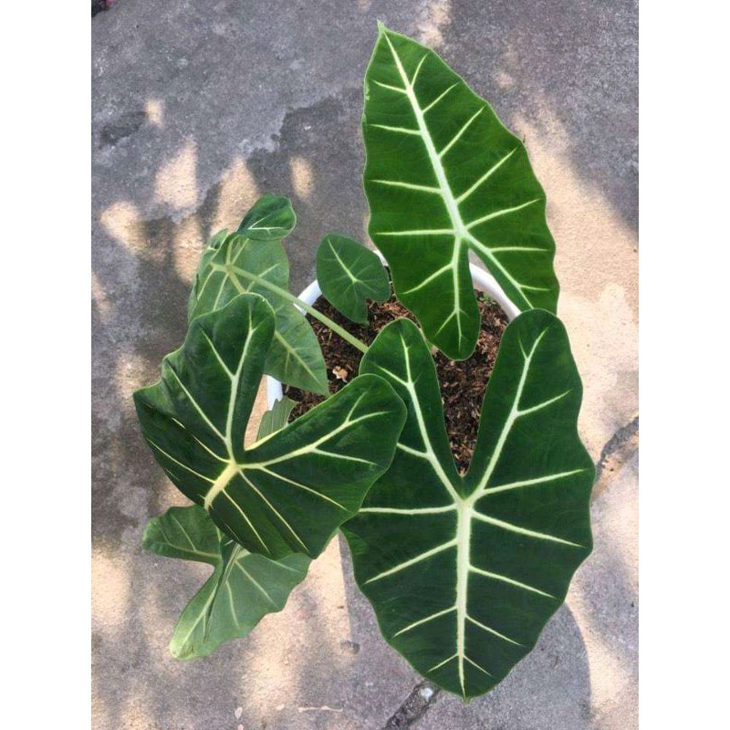 tanaman hias keladi neon impor murah