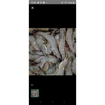 

udang