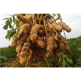 

Kacang Tanah Kulit Mentah 500 gram