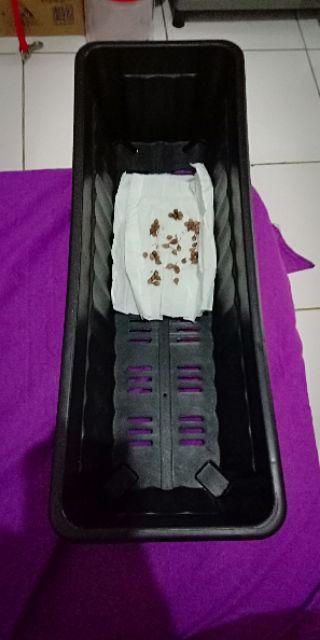 Tanaman Hias Rambat Lee Kwan Yew Paket + Pot