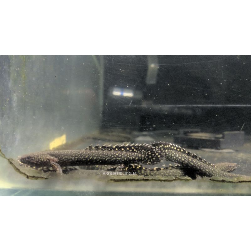 PALMAS ORNA SIZE 8-9cm