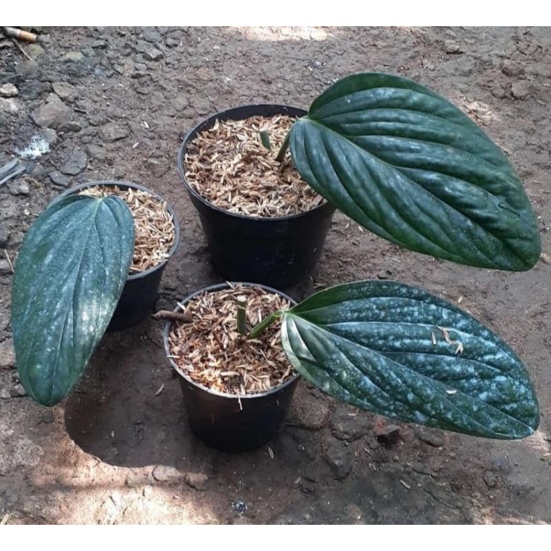 Tanaman Hias Monstera Pinatipartita 1 Daun