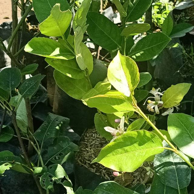 tanaman jeruk lemon tanpa biji