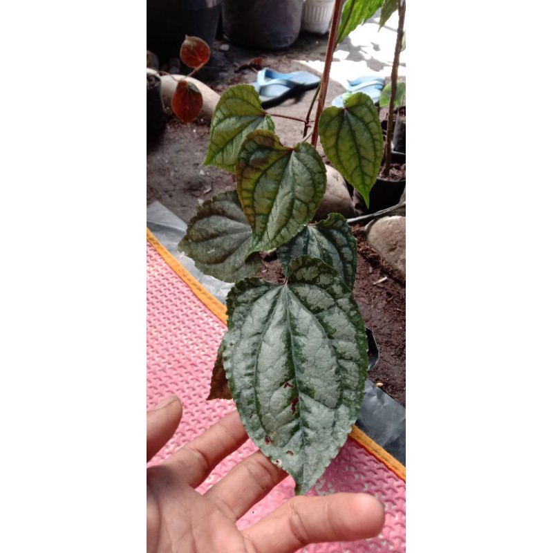 Secindapsus atau Sirih keraton hitam langka