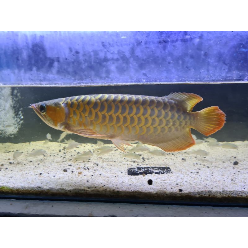 arwana arowana super red 40 cm