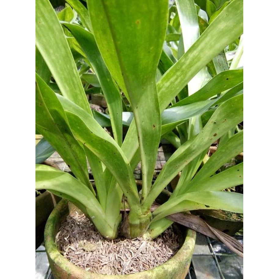 Grammatophyllum Scriptum Var Citrinum (Dewasa Siap Berbunga)