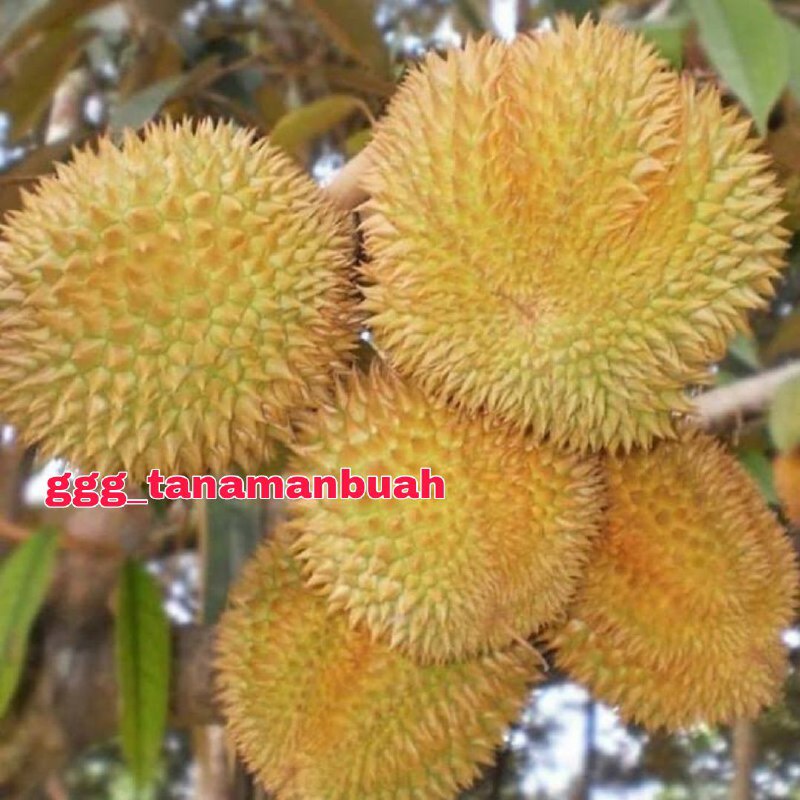 Bibit Durian Matahari Kaki 3 Super Okulasi