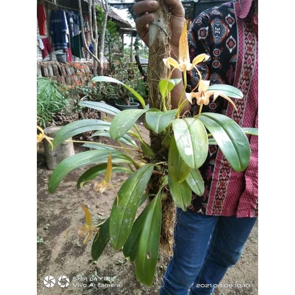 Anggrek  bulbo lobii