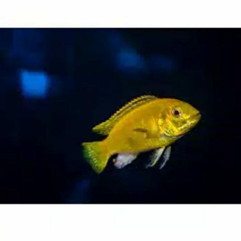 

child lemon / ikan hias / aquasqape