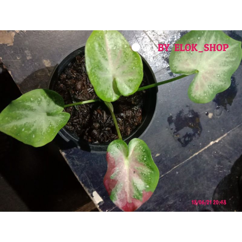 Bunga anakan keladi cat tumpah menor