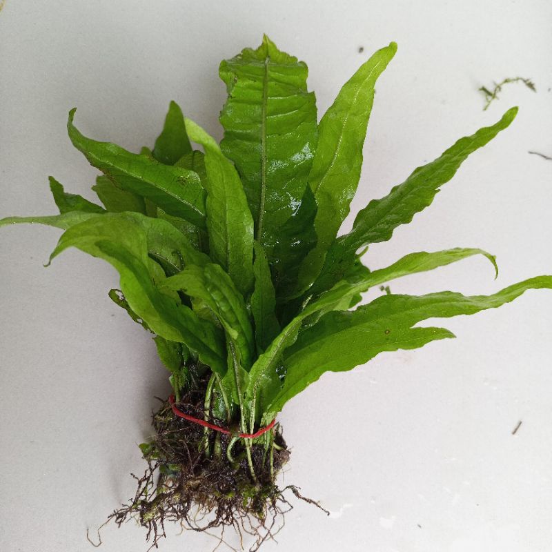 kadaka Java fern per ikat tanaman aquascape hiasan akuarium