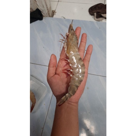 

Udang tiger /pacet laut /udang windu ukuran 20-30 /kg fresh