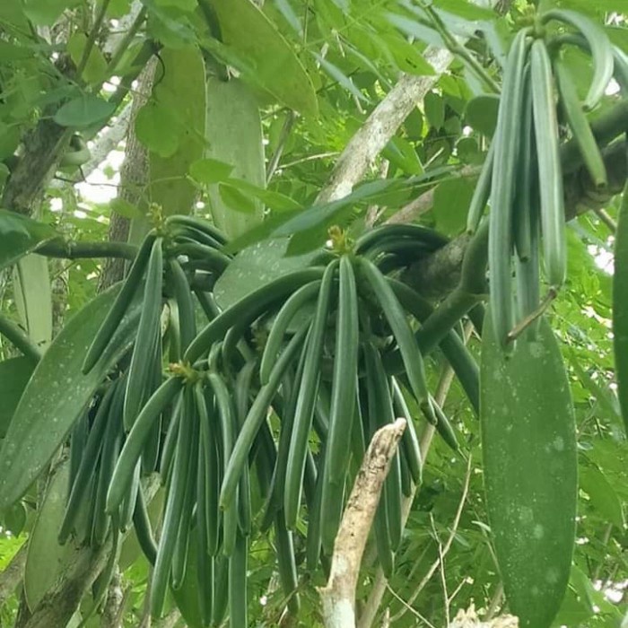 

New Stek vanilla panjang 1m