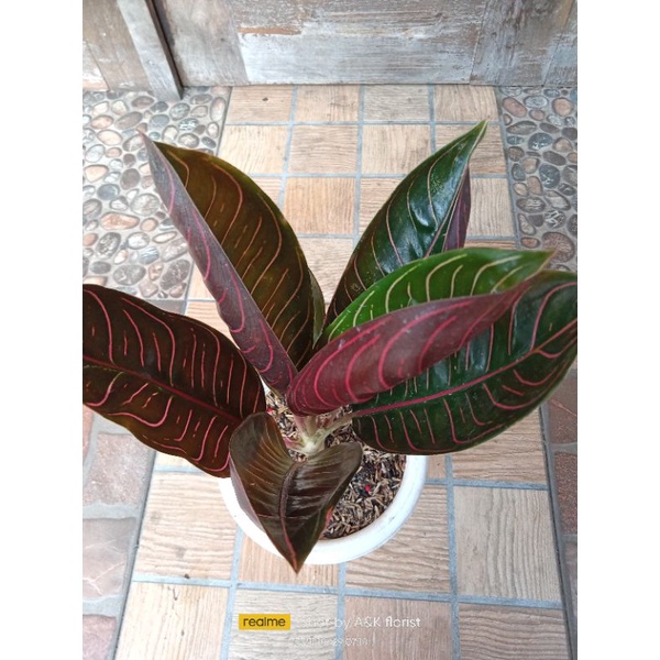 aglonema black pos induk