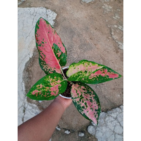 Aglonema Kochin Tembaga Monvori