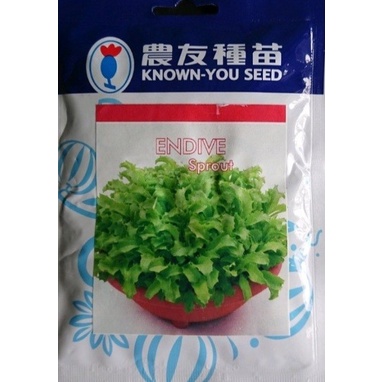 SELADA ENDIVE 50 GRAM PACK BESAR benih biji endive sprout microgreen