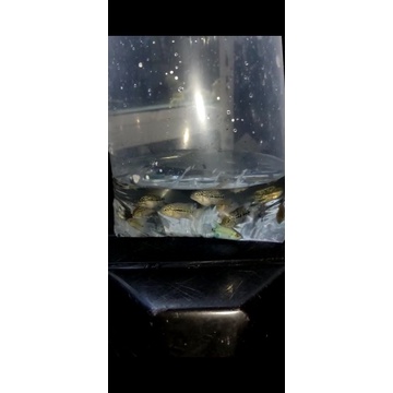 LOUHAN KAMFA F2 ori THAI by Khun Punchita