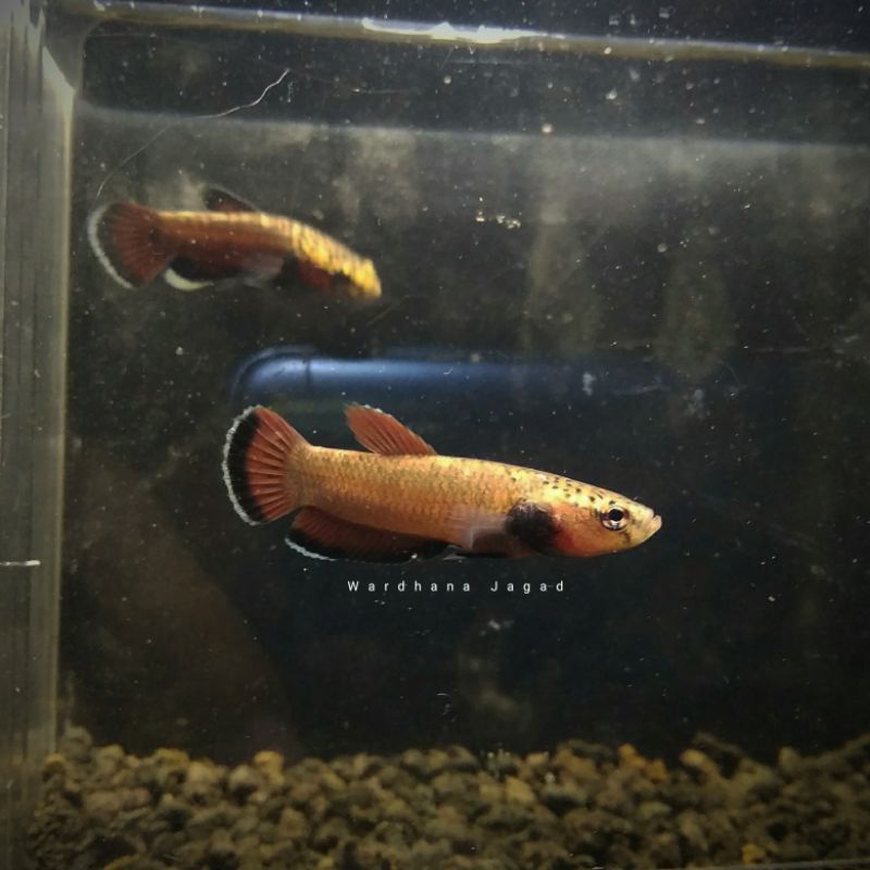Wild Betta Channoides / Betta Channoides