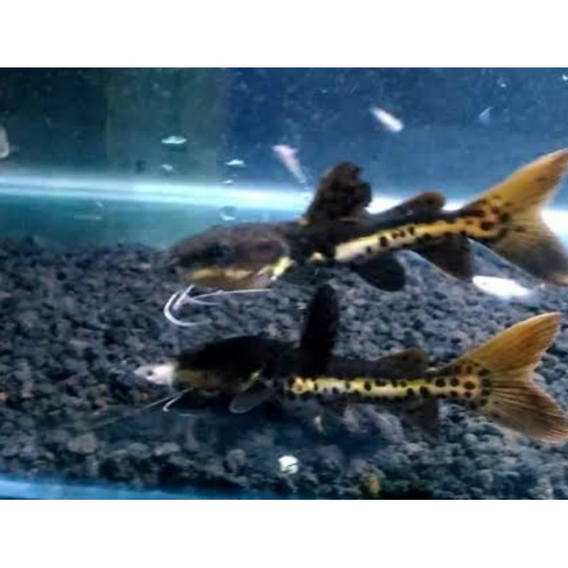 ikan leopard catfish