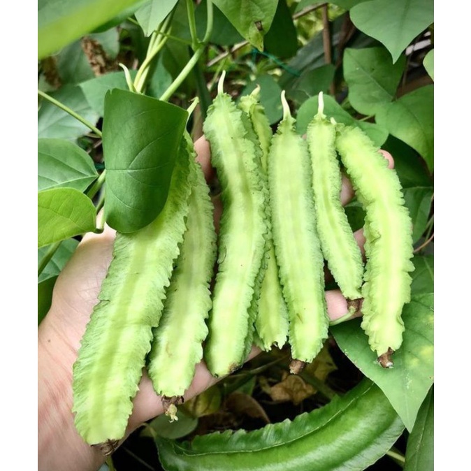 

SAYUR KECIPIR PER 200 GRAM