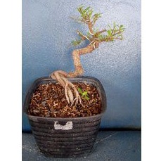 Bringin Afrika #Beringin [Bonsai Mame] #Bonsai Beringin