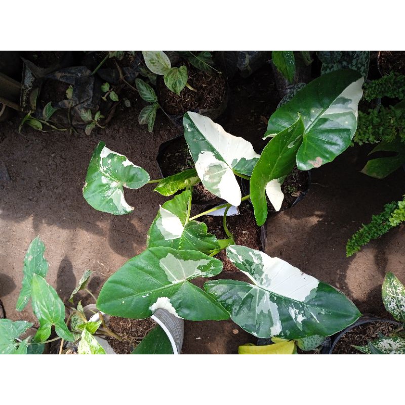 Sente variegata alocasia makrorizha variegata