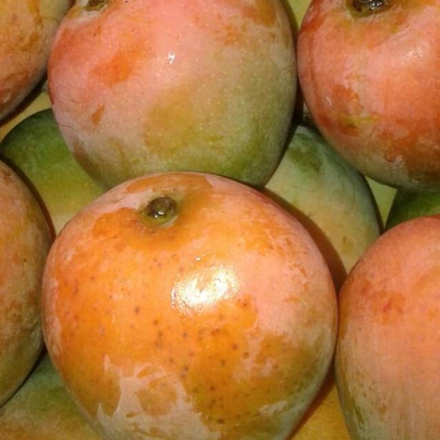 

Mangga gedong