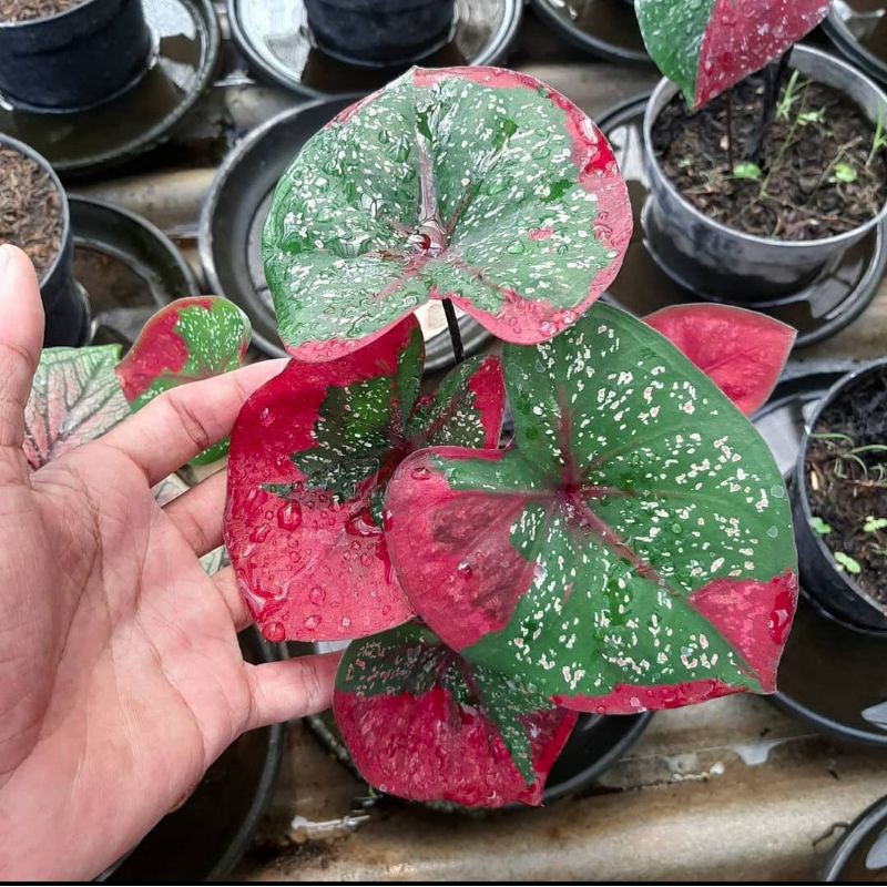 Keladi Baret Tanaman Hias Hidup Bibit Bunga Caladium Baret  Murah Bukan Bonggol
