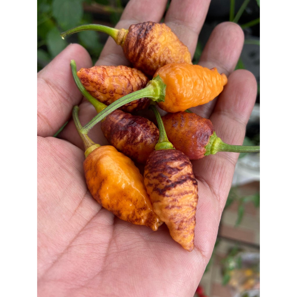 Benih Bibit Biji - Cabai Hallow's Eve Chunky Pepper Cabe Super Pedas Seeds