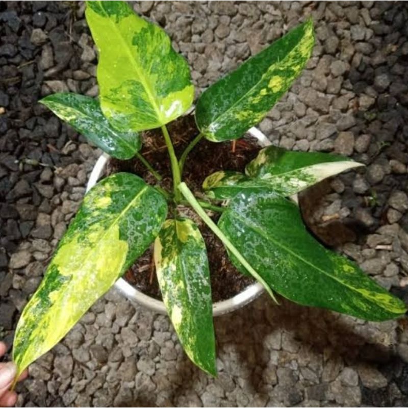 Philo Domesticum Varigata