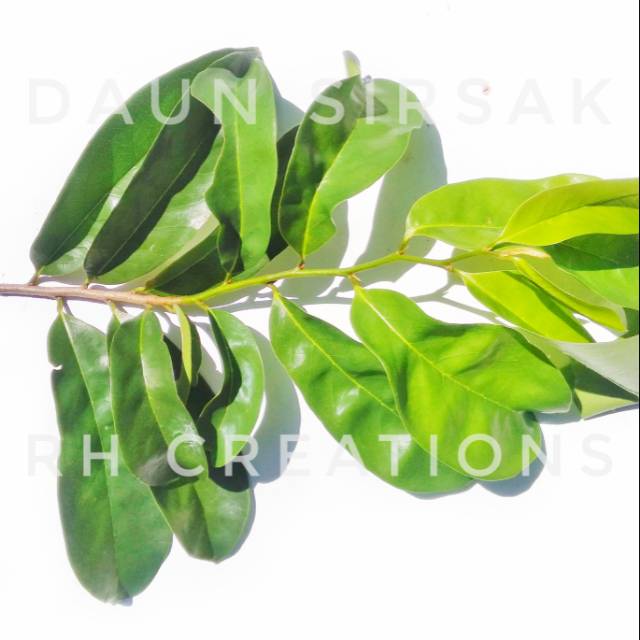 

Daun sirsak segar